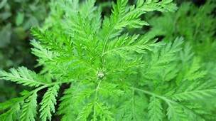 Article : Covid-19 en Afrique : enfin l&rsquo;OMS tend la main &agrave; la m&eacute;decine traditionnelle